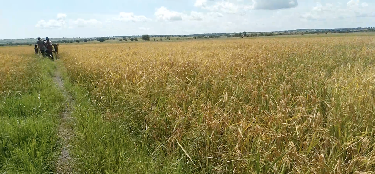 Rice fields near Bunda, Tanzania
